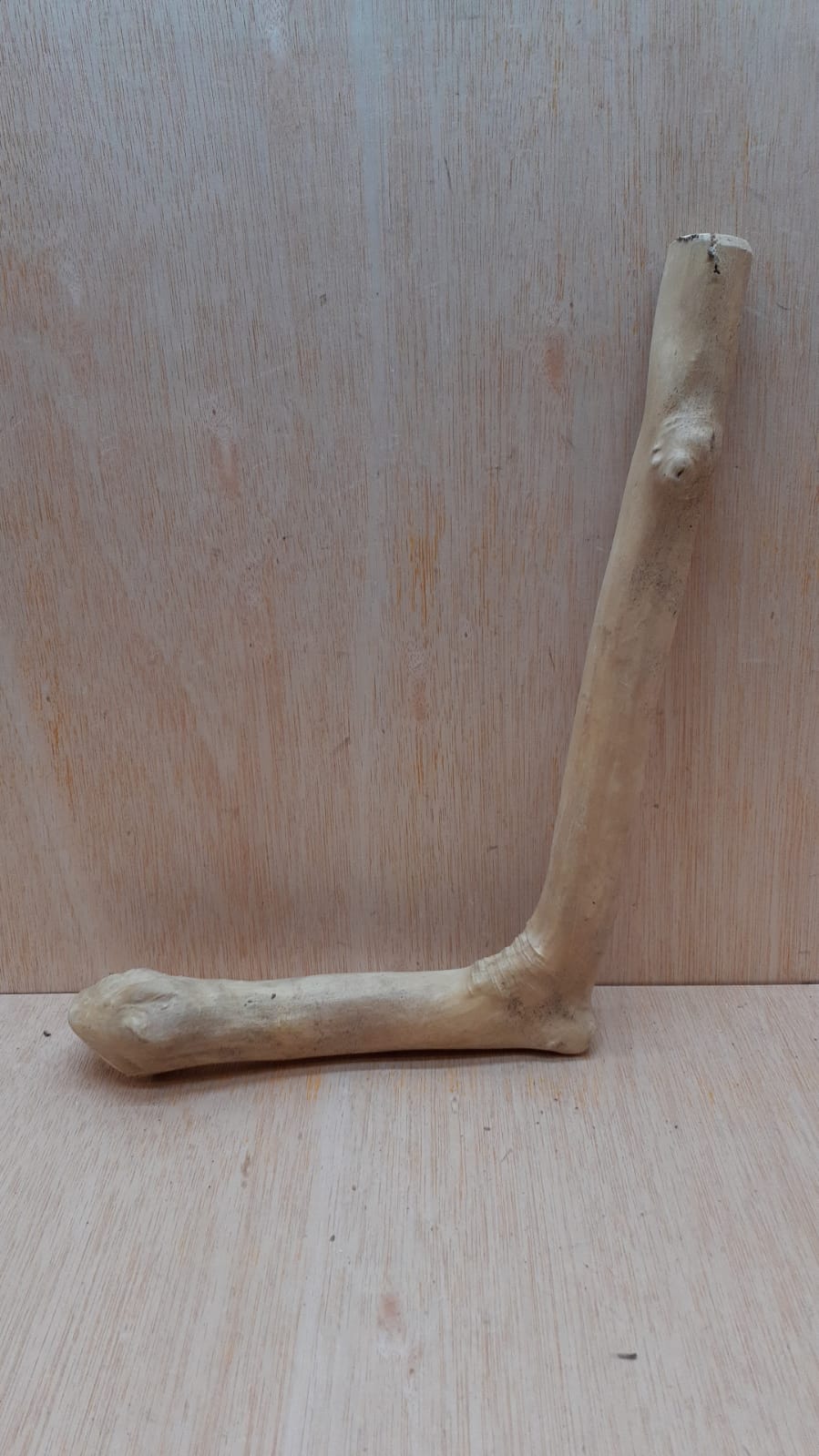 Java Wood - Single Stem - Medium 14