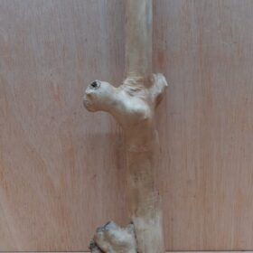 Java Wood - Single Stem - Medium 15