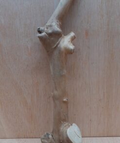 Java Wood - Single Stem - Medium 16