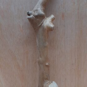 Java Wood - Single Stem - Medium 16