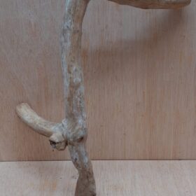 Java Wood - Single Stem - Medium 19