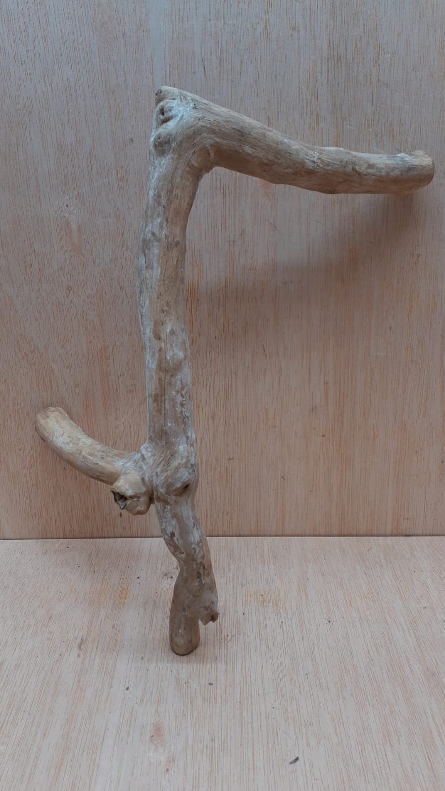 Java Wood - Single Stem - Medium 19