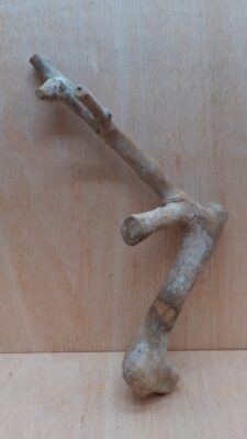 Java Wood - Single Stem - Medium 20