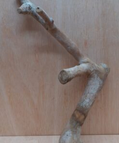 Java Wood - Single Stem - Medium 20