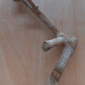 Java Wood - Single Stem - Medium 20