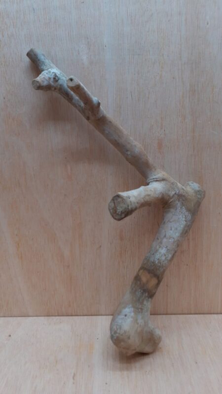 Java Wood - Single Stem - Medium 20