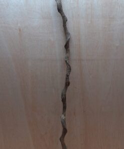 Curved Liana - Long - 15