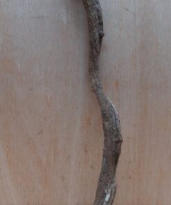 Curved Liana - Short - 20