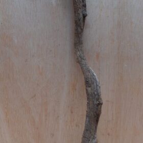 Curved Liana - Short - 20