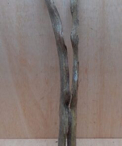 Monkey Ladder Liana - Short - 14