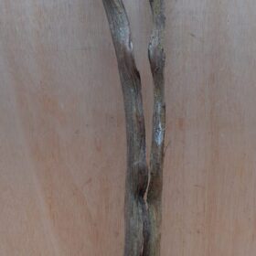 Monkey Ladder Liana - Short - 14