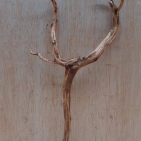 Moorwood - Medium 20