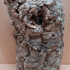 Medium Cork Tube - Upto 40cm - 21