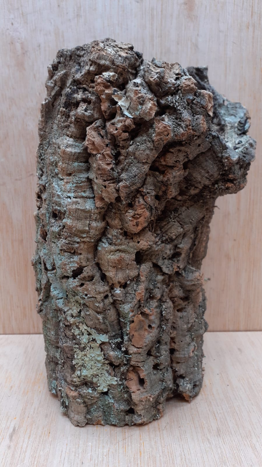 Medium Cork Tube - Upto 40cm - 26