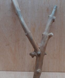 Java Wood - Double Stem - Small 15