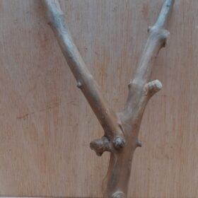 Java Wood - Double Stem - Small 15