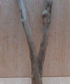 Java Wood - Double Stem - Small 19