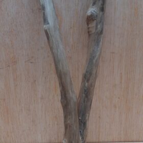 Java Wood - Double Stem - Small 19