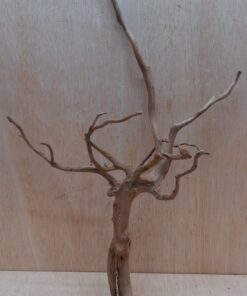 Moorwood - Medium 11