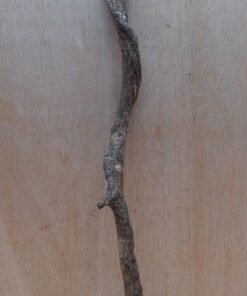 Curved Liana - Short - 12