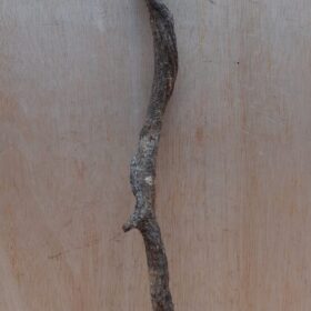 Curved Liana - Short - 12