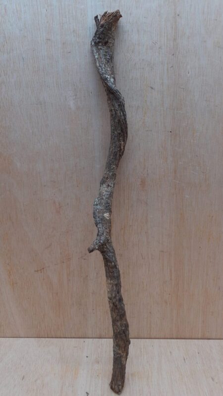 Curved Liana - Short - 12