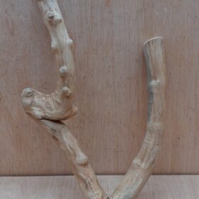 Java Wood - Double Stem - Small 17