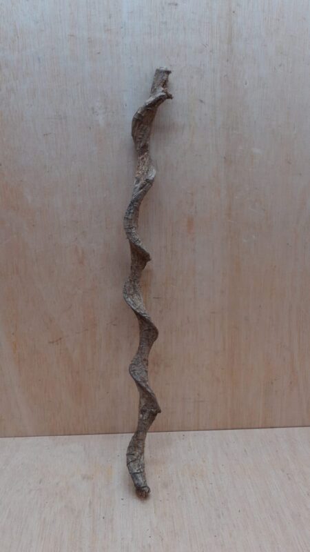 Curved Liana - Short - 11