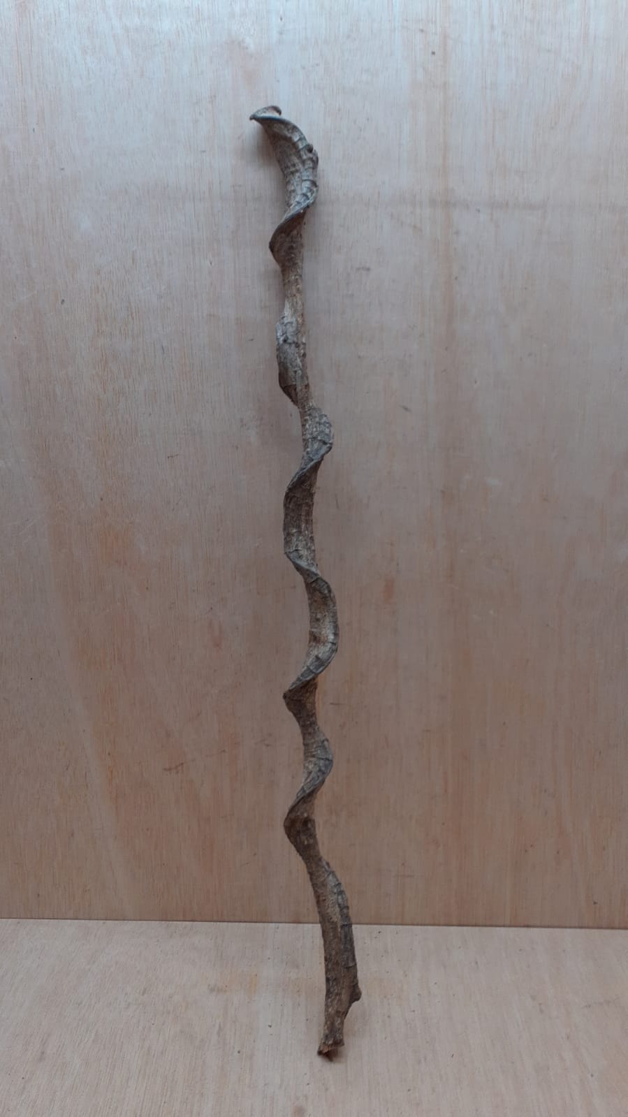 Curved Liana - Short - 13