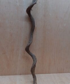 Curved Liana - Short - 18