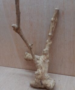 Java Wood - Double Stem - Small 11