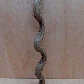 Monkey Ladder Liana - Short - 12