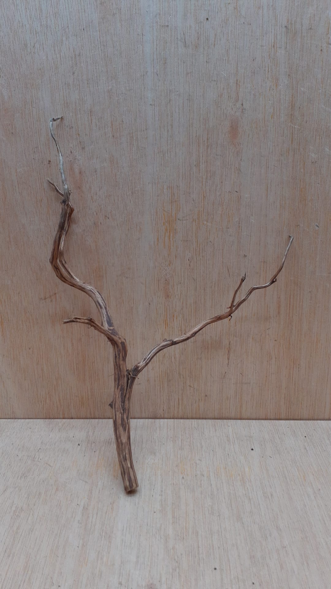 Moorwood - Medium 11