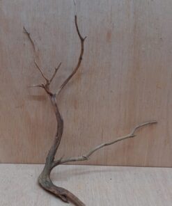 Moorwood - Medium 12