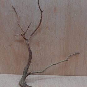 Moorwood - Medium 12