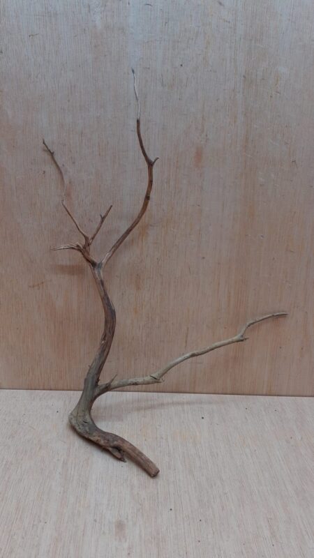 Moorwood - Medium 12