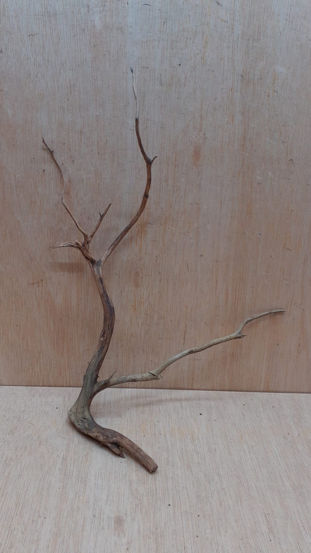 Moorwood - Medium 12