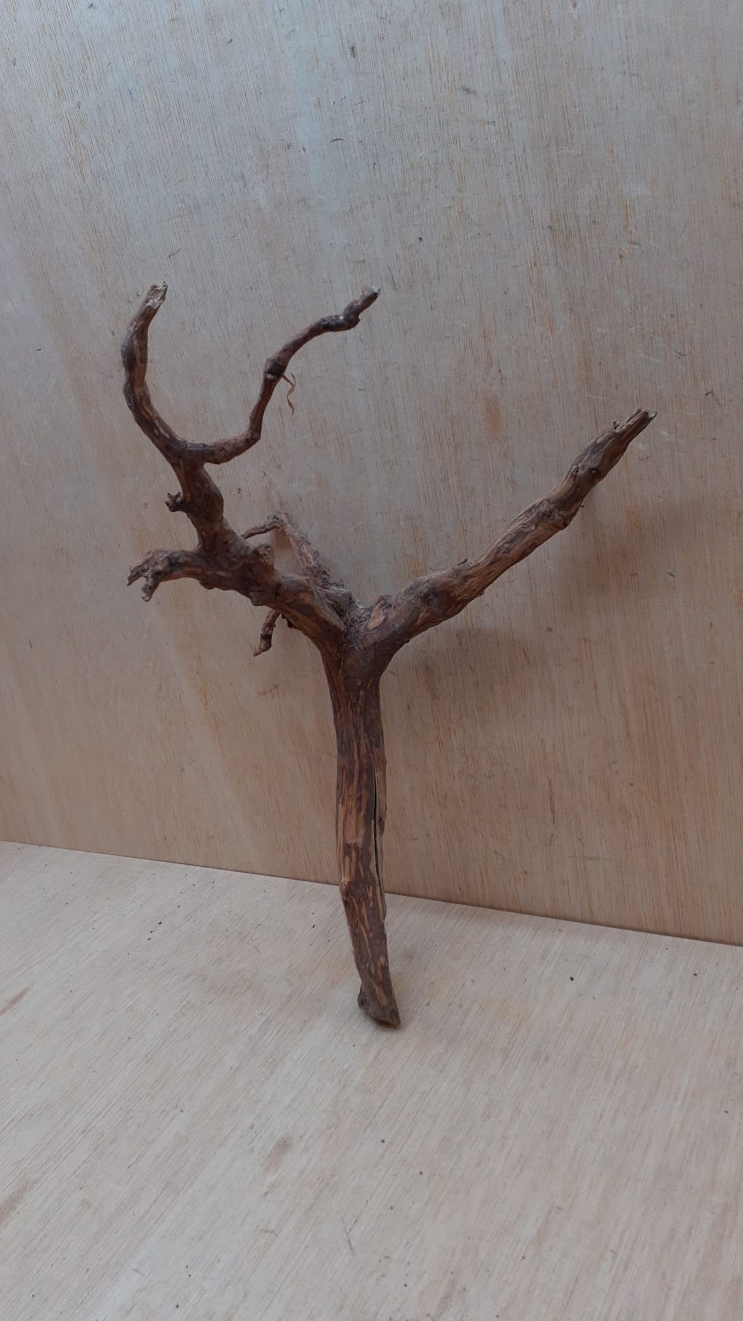 Moorwood - Medium 15