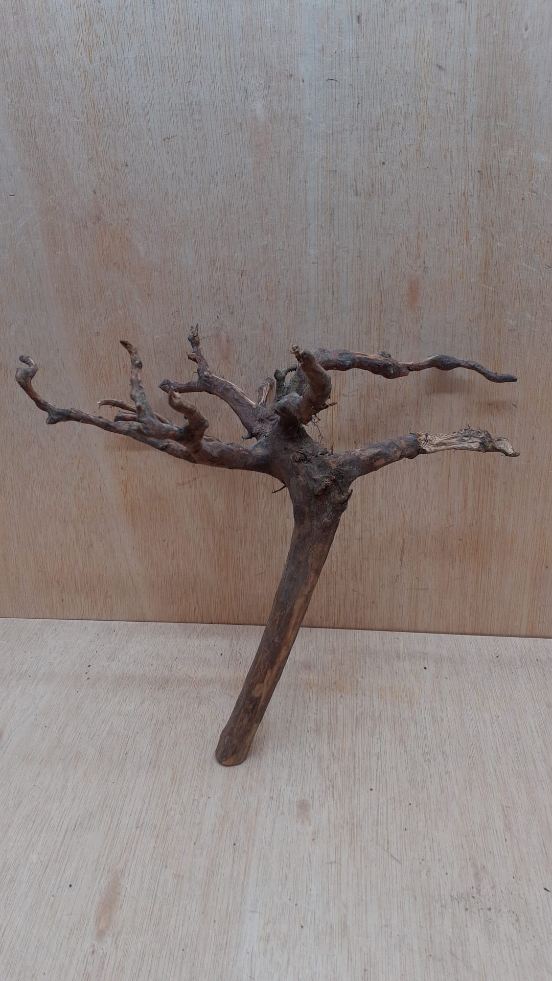 Moorwood - Medium 16