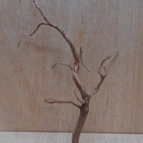 Moorwood - Small 13