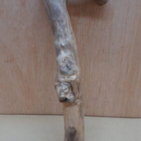 Java Wood - Single Stem - Small 12