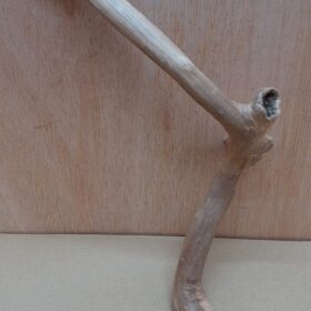 Java Wood - Single Stem - Small 13