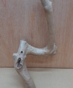 Java Wood - Single Stem - Small 15