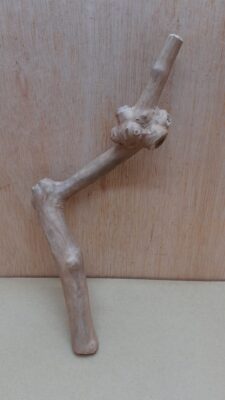 Java Wood - Single Stem - Small 17