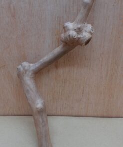 Java Wood - Single Stem - Small 17