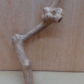 Java Wood - Single Stem - Small 17