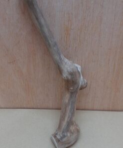 Java Wood - Single Stem - Small 18
