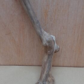 Java Wood - Single Stem - Small 18