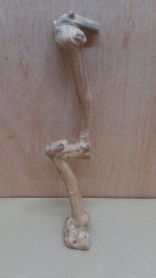 Java Wood - Single Stem - Small 19