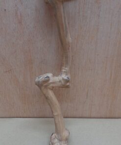 Java Wood - Single Stem - Small 19